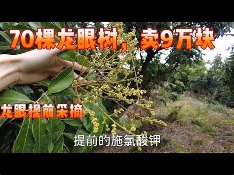 龍眼催花方法|龍眼催花時間和方法